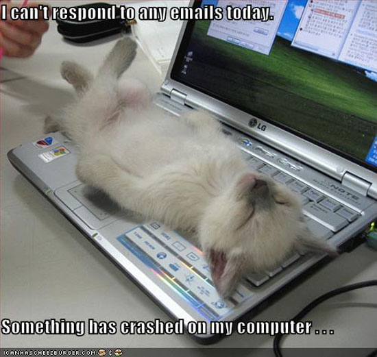 funny-pictures-kitten-2awa