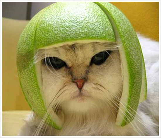 funny cat