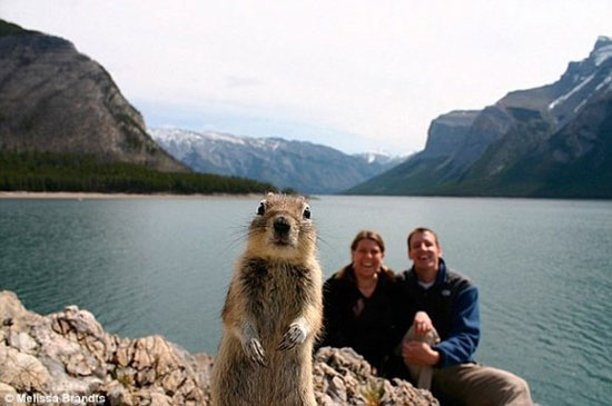 furry little photobomber