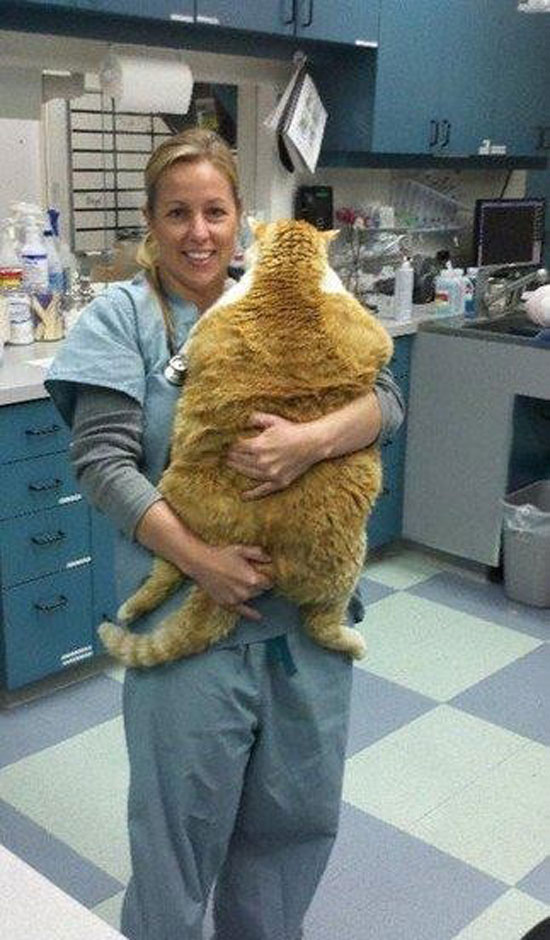 garfield found