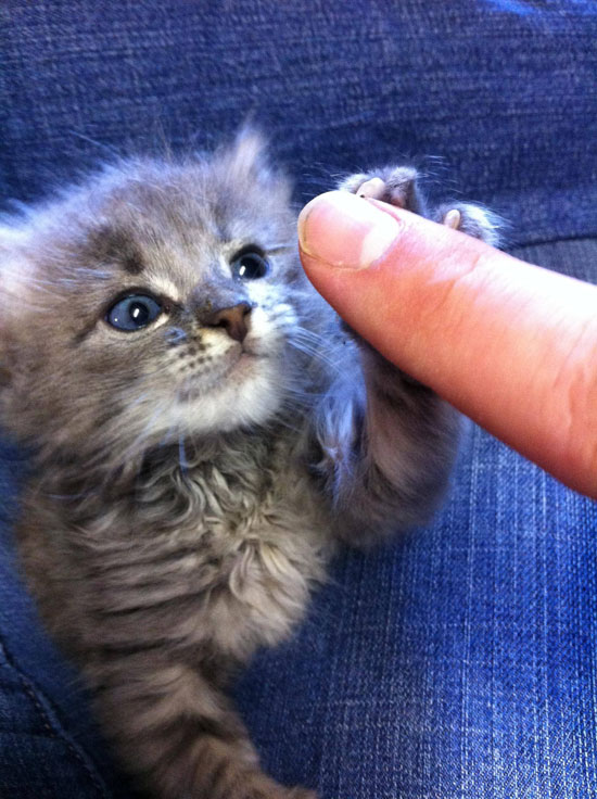 High Five