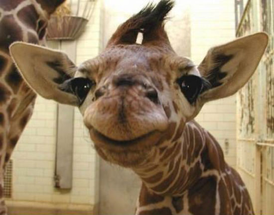 GiraffenSmile