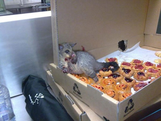 glutton possum