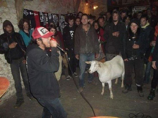 goat what did i get myself into