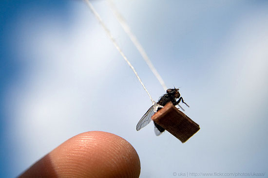 gog fly