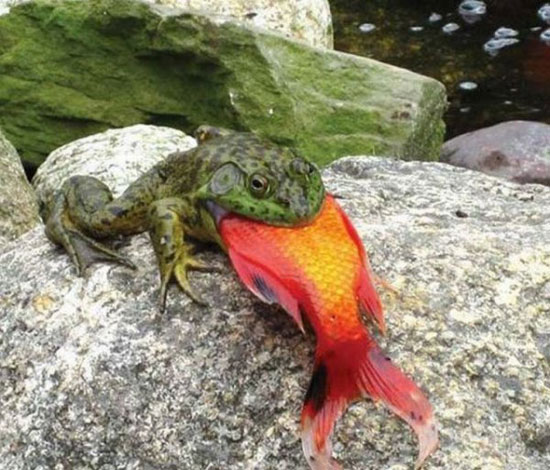 good catch
