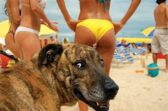 good dog