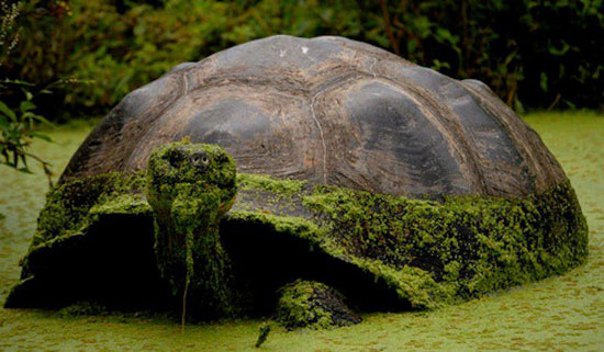 GreenHead Schildkröte