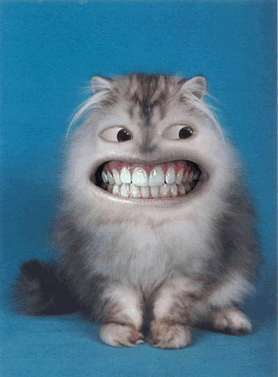 grinsekatze