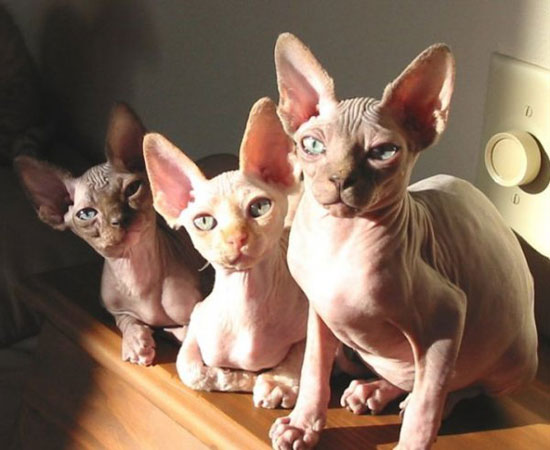 hairless cats 4710