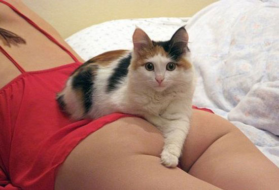 happiest cat ever 4074