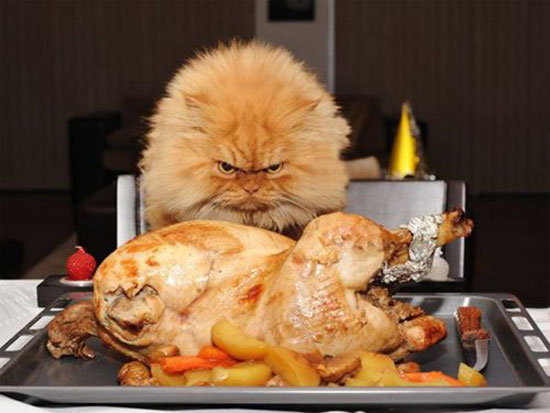 happy thanksgiving