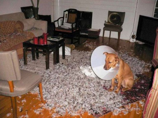 hardcore Dog