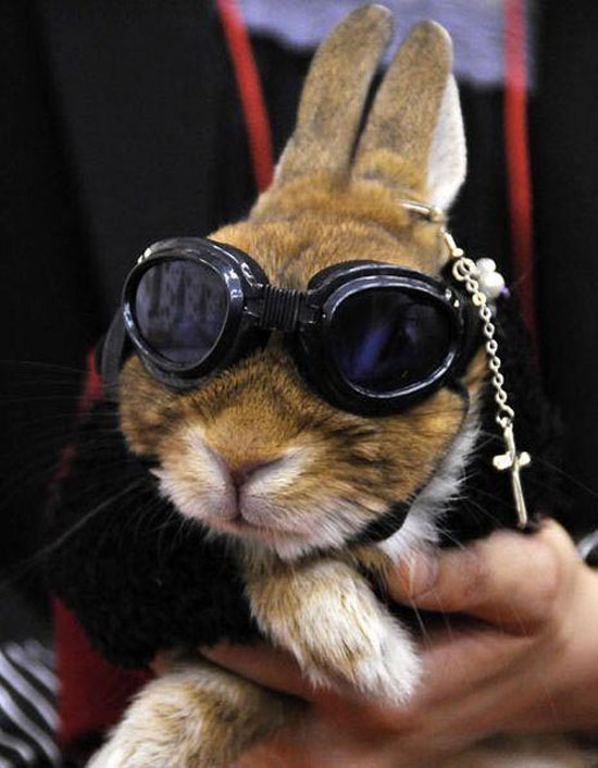 harleyhase