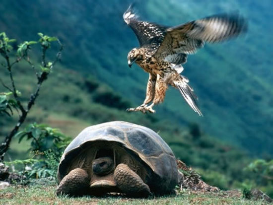 hawk about to fail