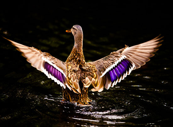 Hammer Foto - Ente startet