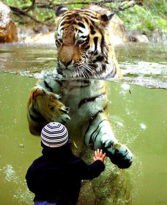 hello tiger