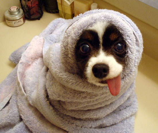 herp derp