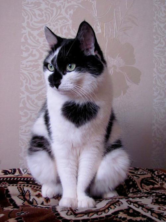 Herzkatze