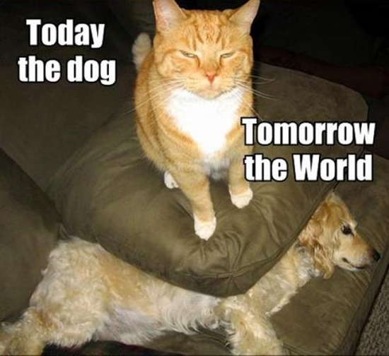 Heute der Hund - Morgen die Welt - Meme Bild