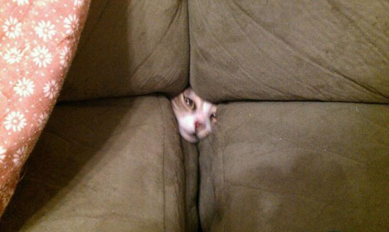hide and seek