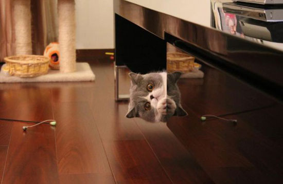 hide and seek catgame