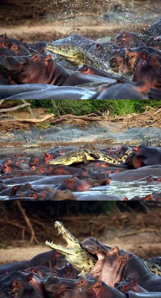 hippo vs alligators
