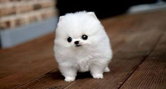 his name is snowball