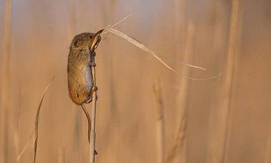 hoch hinaus maus