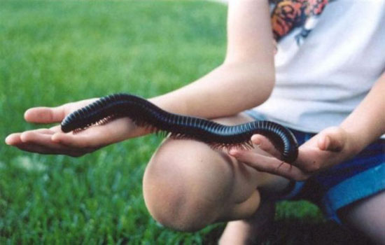 huge millipede