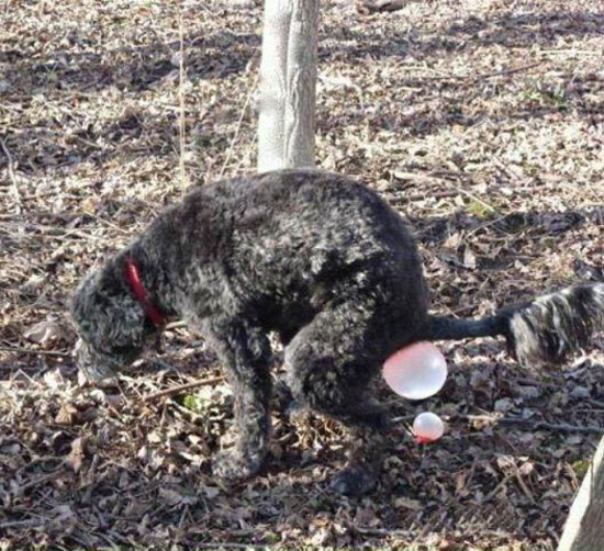 hund-macht-blasen