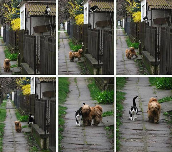 hund holt katze ab