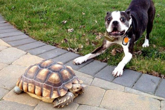 Hund spielt mit Schildkröte