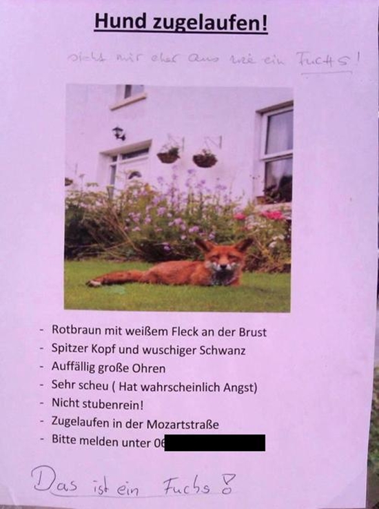 Hund zugelaufen - Fail Bild