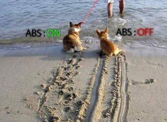 hunde-mit-und-ohne-abs