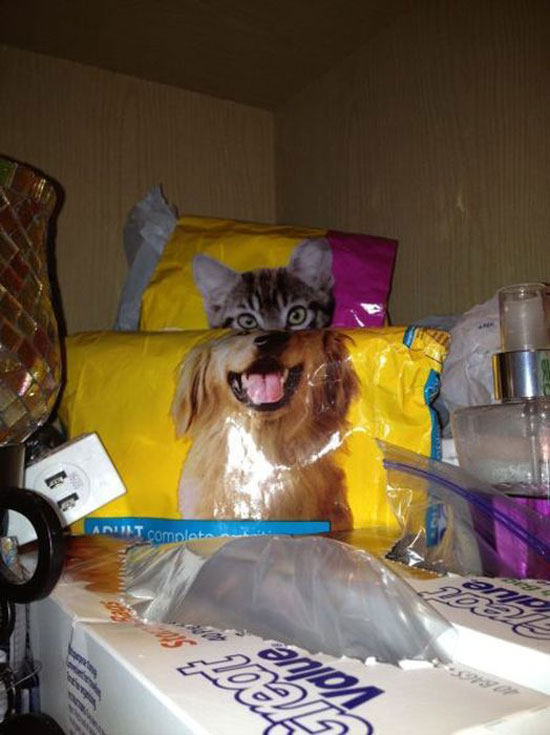 HundKatz