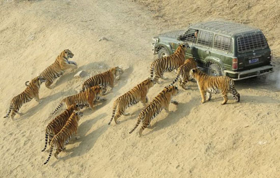 hunger tieger safari
