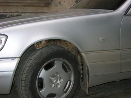 Katz epennt am Mercedesreifen