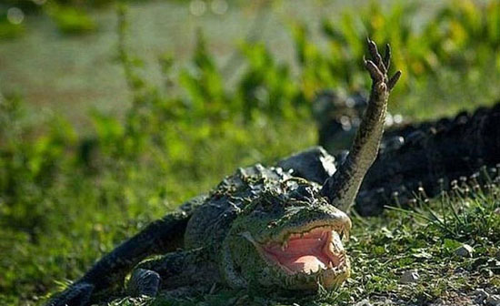 hy croco