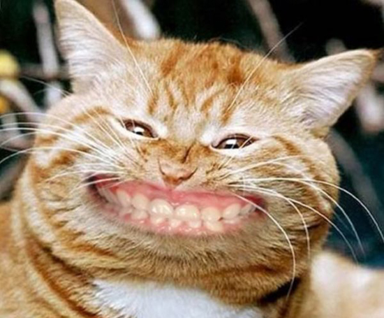 Smilie Cat