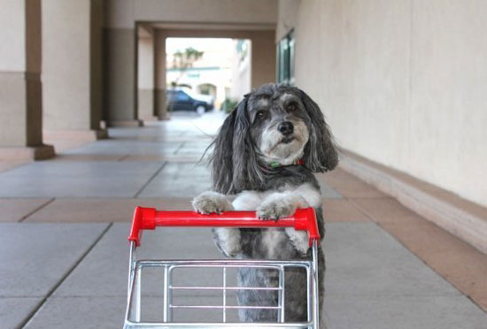 i do my own shopping