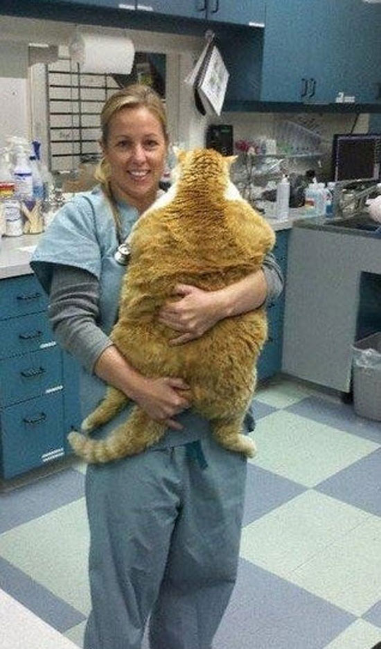 I Finally Found Garfield