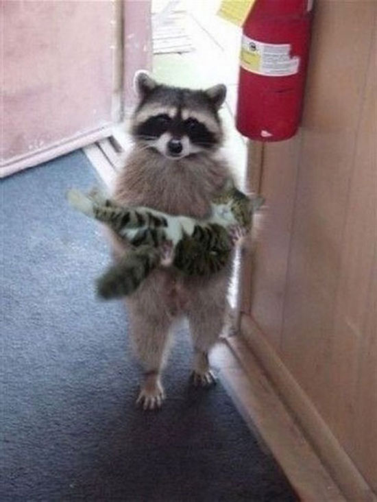 i found a kitty
