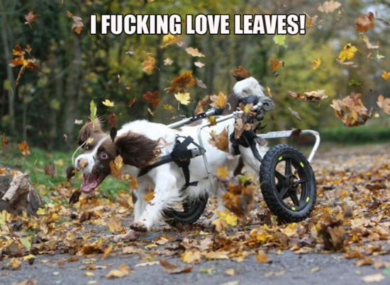 i love leaves