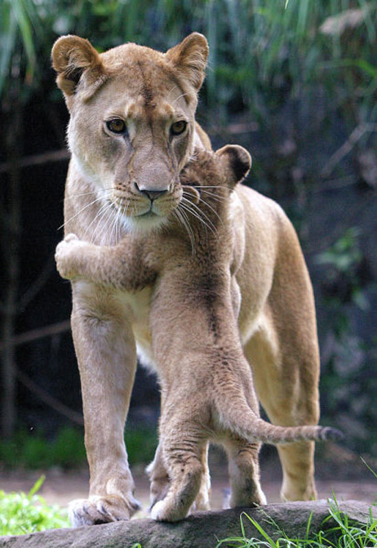 i love momy 4405