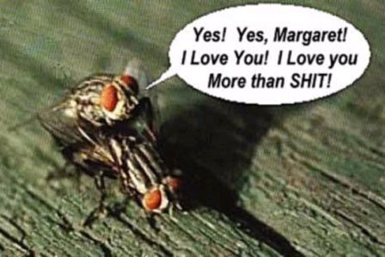 i love you more than shit 4605