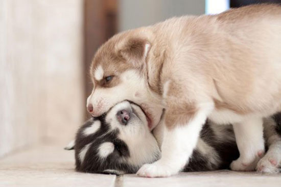 i will eat you slowly