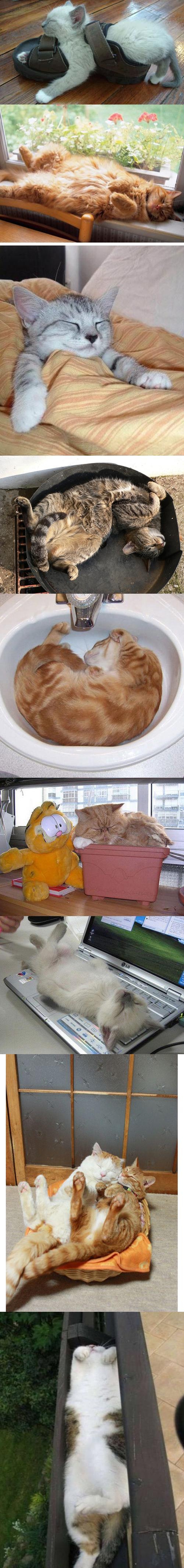 Ich bin eine Katze! Ich schlafe wo und wann ich will - Win Bild