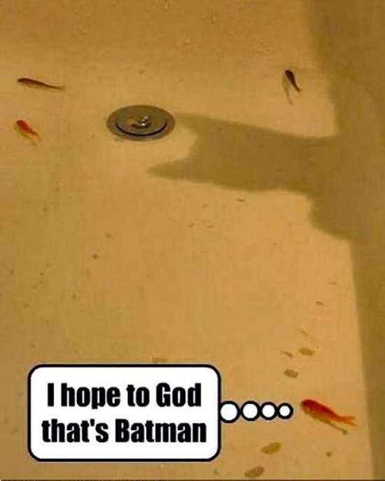 Ich hoffe das ist Batman - Win Bild