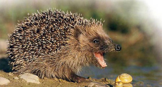 ich krieg dich igel